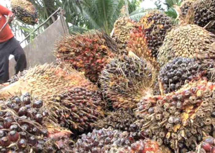 Sempat Anjlok, Harga TBS Sawit di Bengkulu Selatan Merayap Naik Kembali