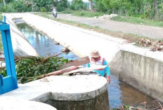 Irigasi Tak Lagi Mampu Mengairi Lahan Sawah, Jadi Kebun Sawit?