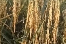 5 Padi Lokal Memiliki Bulir Besar dan Bobot Berat, paling Dicari petani Saat Ini
