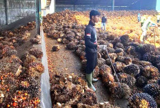Sempat Naik Rp 2.800 Per Kilogram, Harga Sawit di Seluma Kembali Alami Penurunan