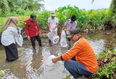 Dinas Perikanan Kaur Tebar Benih Ikan Nila untuk Jaga Kelestarian Ekosistem Sungai