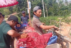 Warga BRT Terpaksa Angkut Pasien Lansia Menggunakan Kotak Kayu