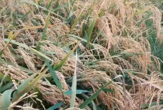 Padi Unggul Pendatang Baru Yang Tak Bisa Dianggap Sepele, Hasil Tinggi, Tahan Disegala Musim