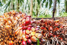 Jadi Komoditi Andalan Masyarakat, Bupati Bengkulu Selatan Target Tingkatkan Hasil Perkebunan Sawit