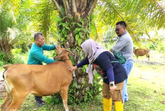 Tujuh Kerbau Mati di Tungkal II, Distan Bengkulu Selatan Terjunkan Tim Panter