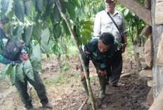 Hewan Buas Kembali Mengganas di Seluma, 4 Ekor Kambing Warga Selinsingan Mati Diterkam