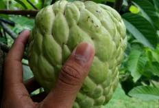Srikaya, Buah Tropis yang Kaya akan Manfaat Bagi Kesehatan! Ini Daftarnya
