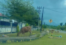 Bikin Sedih, Kasatpol PP Bengkulu Selatan Akui Ternak Liar Sulit Diatasi