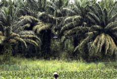 4.300 Bidang Kebun Kelapa Sawit Masyarakat Bengkulu Selatan Didata