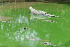 Melihat Buaya Dari Dekat, Berwisata Ke Penangkaran Buaya Tritip Balik Papan