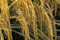 2 Varietas Padi Genjah Yang Paling Banyak Dicari Petani Saat Ini