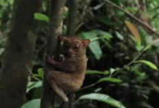 Sulawesi Surganya Hewan Endimik dan Langka, Mulai Dari Hewan Berjuluk Hantu Malam, Hingga Babi Rusa dan Anoa