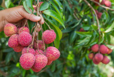 4 Manfaat Kesehatan dari Buah Leci yang Jarang Diketahui