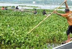 Tanaman Ajaib, Dari Gulma Pengganggu Menjelma Menjadi Pupuk Organik, Bahan Bakar, dan Sumber Listrik