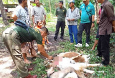 BKSDA Pasang Jebakan Kerangkeng Harimau di Tanjung Kuaw