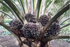 7 Langkah Jitu Merawat Kebun Sawit Agar Berbuah Lebat, Seperti Ini Tahapannya