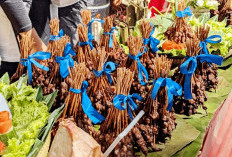 Pertengahan Oktober Festival Gurita Kaur Digelar