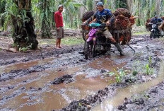 Rekomendasi Motor Bebek Bekas Tangguh untuk Kerja Berat, Semua Medan Dilibas, Cocok Angkut Kelapa Sawit