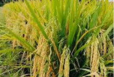 Benih Padi Sedayu, Solusi untuk Lahan Sawah Tada Hujan