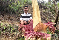 Eksotik, Bunga Bangkai Raksasa Memikat Pelintas Bengkulu Selatan-Tanjung Sakti