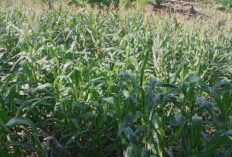 Petani di Kaur Keluhkan Harga Jagung Murah, Pemerintah Diminta Bisa Berikan Solusi