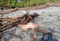 Korban Hanyut di Seluma Ditemukan, Tim SAR dan BPBD Terus Lakukan Pencarian