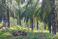 Aksi Ninja Sawit Resahkan Warga di Seluma Barat