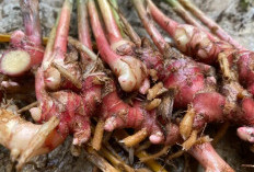 5 Manfaat Jahe Merah untuk Rematik yang Perlu Kamu Ketahui