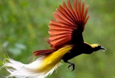 11 Burung Pemikat Rezeki, Cocok Dipelihara di Tempat Usaha, Salah Satunya Perkutut