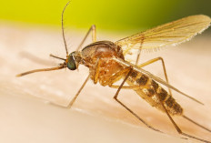 Waspada Virus Oropouche, Ditularkan Culex quinquefasciatus, Wisatawan Diimbau Berhati-hati