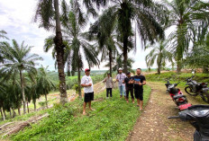 Hambat Mobilisasi Hasil Perkebunan Sawit, PT Cek JSP Berayi Sepanjang 10 Kilometer
