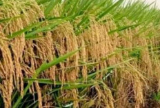 3 Cara Agar Buah Padi Matang Serentak, Proses Panen Lebih Mudah dan Hasil Meningkat