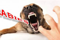 Kasus Gigitan Hewan Penular Rabies di Seluma Terus Naik, Warga Diminta Waspada