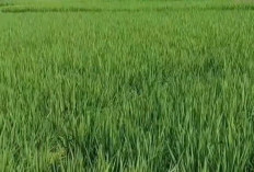 Petani Harus Tahu, Saat Musim Hujan Penggunaan Pupuk urea Pada Tanaman Padi Harus Dikurangi, Ini Alasannya