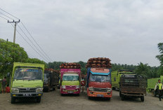 Harga TBS Kembali Turun, di Tingkat Petani Hanya Rp2200 per Kg