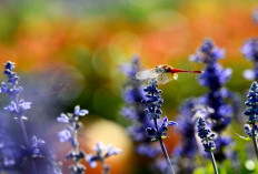 Selain Lavender, Ini Tanaman Pengusir Nyamuk yang Bisa Ditanam di Rumah