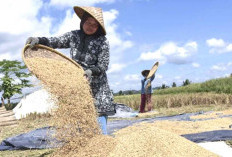 Petani di Seluma Keluhkan Tengkulak Beli Gabah di Bawah HPP