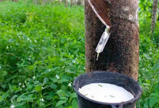 Harga Karet di Seluma Turun Lagi, Hanya Rp 10 Ribu Perkilogram