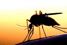 Bengkulu Selatan Zero Malaria, Benarkah Tak Ada Kasus?
