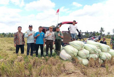 Bengkulu Selatan Produksi Benih Padi Berkualitas