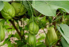 Sayur Labu Siam, Manfaat, Efek Bagi Kesehatan dan Cara Mengolah Yang Benar