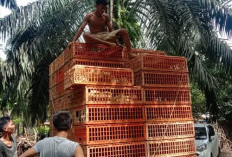 Jelang Idul Fitri, Harga Daging Ayam di Bengkulu Selatan Melambung Tinggi