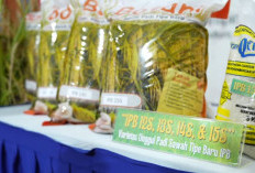 IPB Kenalkan 4 Varietas Padi Tipe Baru, Tahan Terhadap Hama Wereng Batang Cokelat dan Penyakit Blas