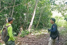 BKSDA Bintuhan Lakukan Patroli dan Pemetaan Jalur Satwa Liar