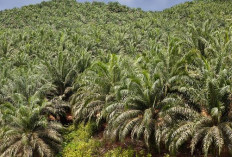 Daerah Penghasil Sawit Terbesar Di Indonesia, Sebagian Besar Dari Pulau Sumatera