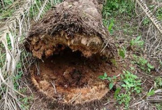Petani Sawit Wajib Tahu! Ini Cara Mencegah Penyakit Busuk Pangkal Batang Yang Bisa Membuat Pohon Sawit Tumbang