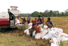 Mantap, Harga Gabah Kering Padi Semakin Meroket