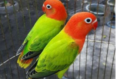 Pecinta Burung Wajib Tahu, 7 Manfaat Madu Bagi Burung Lovebird
