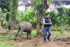 Ratusan Ternak Terjangkit Penyakit Ngorok, Distan Gencar Vaksinasi