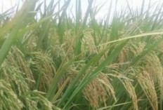 Inpari 42 Agritan GSR, Varietas Padi Darat Paling Unggul di Indonesia